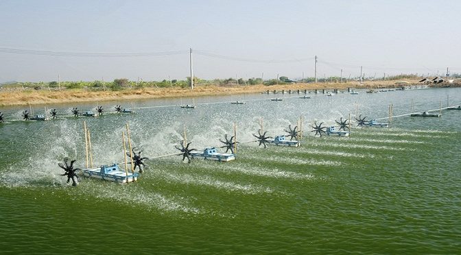 GIẢI PHÁP NUÔI TÔM MÙA ĐÔNG - THỜI DỊCH BỆNH