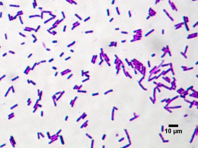 Vai trò Bacillus subtilis trong nuôi & xử lý đáy ao
