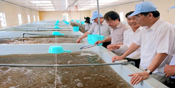 ƯƠNG NUÔI TÔM GIỐNG HIỆU QUẢ
