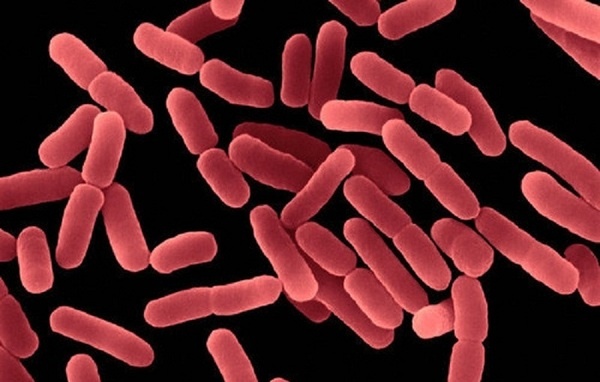 ỨNG DỤNG CÁC DÒNG Bacillus sp. CÓ ÍCH TRONG NUÔI TRỒNG THỦY SẢN